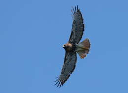 Imagem de Buteo jamaicensis jamaicensis (Gmelin & JF 1788)