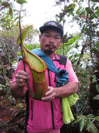 Image of Pitcher plant