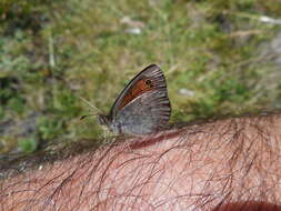 Image of Common Brassy Ringlet