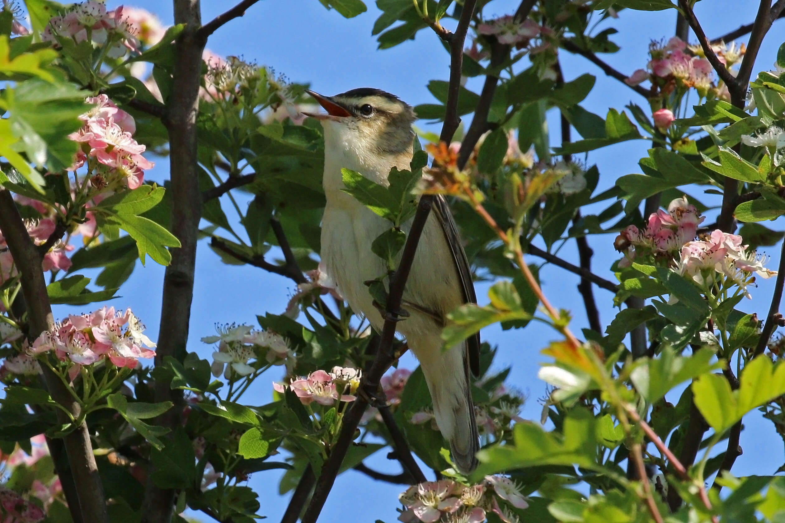 Image of Sedge Warbler