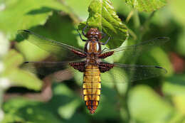 Image of Broad-bodied chaser