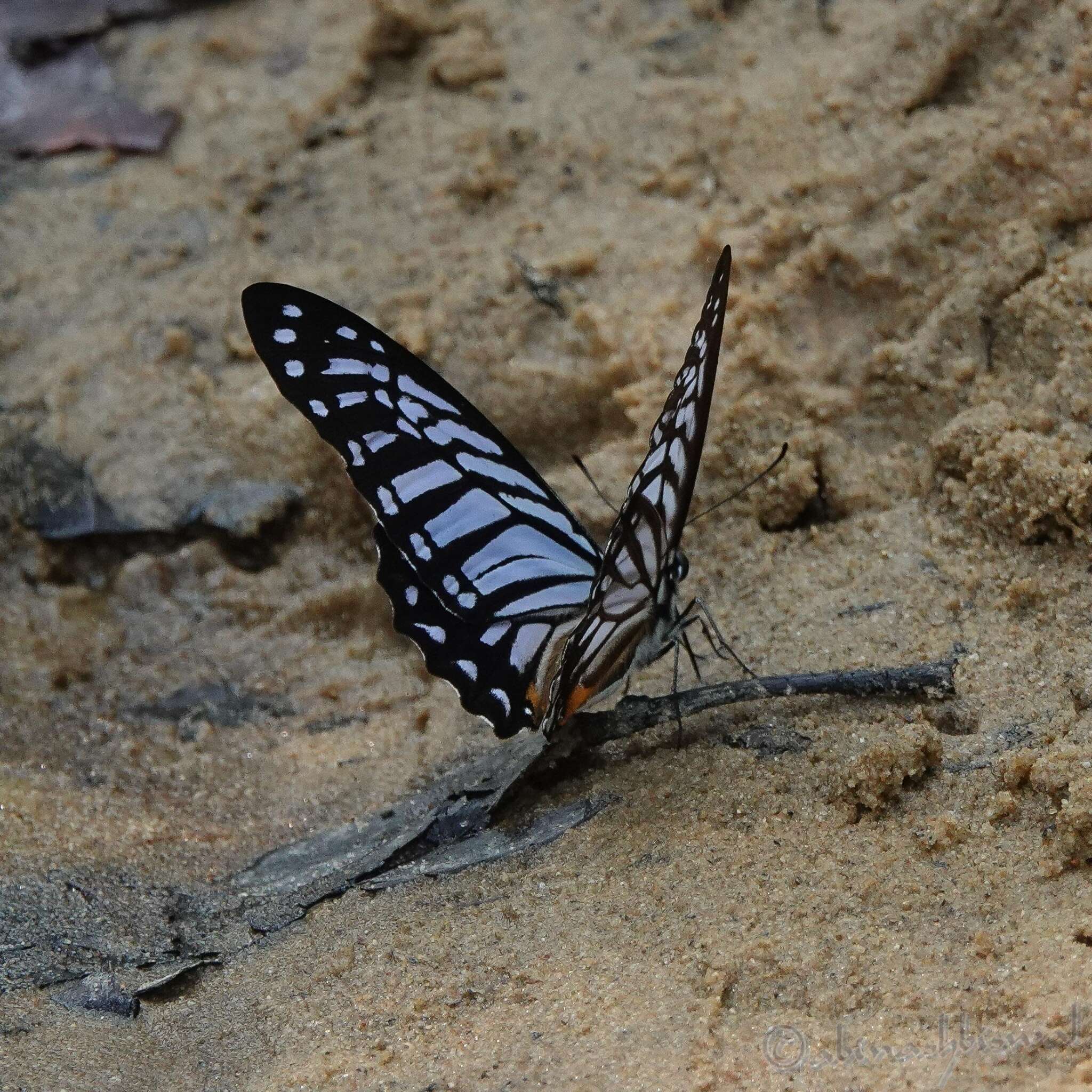 Image of Great Zebra Butterfly