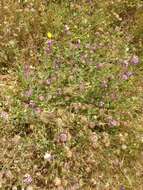 Sivun Trifolium barbigerum var. andrewsii A. Gray kuva
