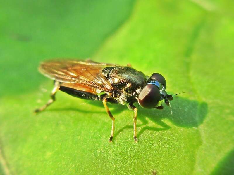 Image of Xylota segnis (Linnaeus 1758)