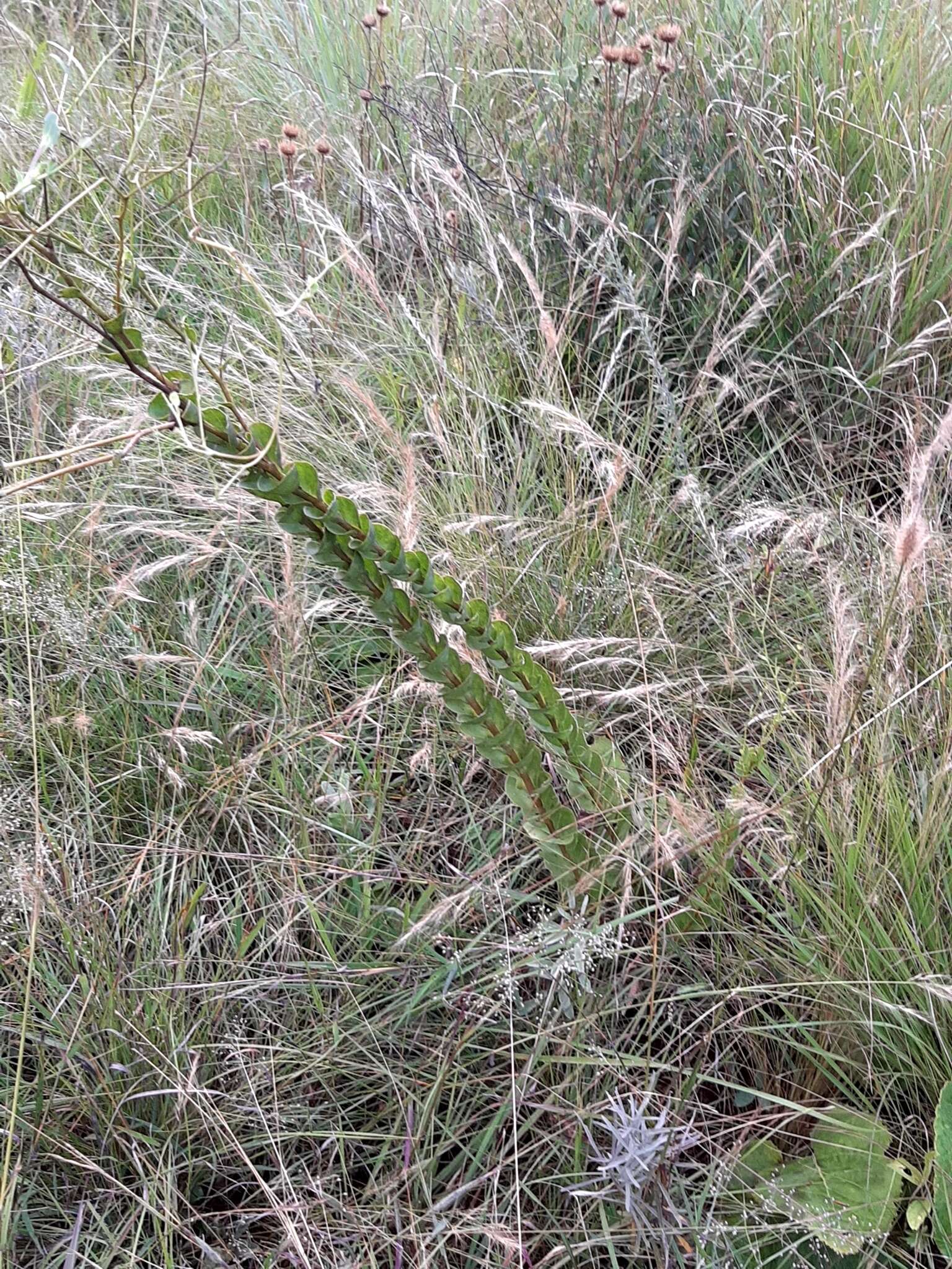 Image of Lopholaena segmentata (Oliv.) S. Moore