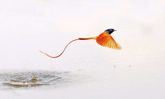 Image of Asian Paradise-Flycatcher