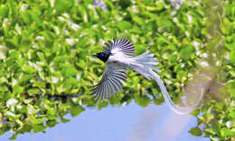 Image of Asian Paradise-Flycatcher