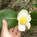 Clusia fragrans Gardn.的圖片