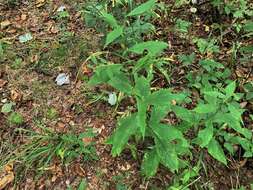 Image of Ouachita Mountain goldenrod