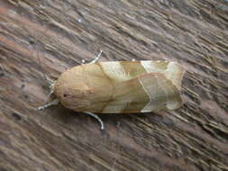 Image of broad-bordered yellow underwing