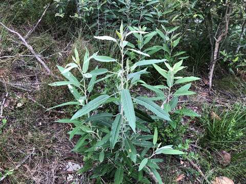 Astrotricha latifolia Benth.的圖片