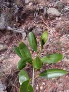 Image of Vitex uniflora Baker