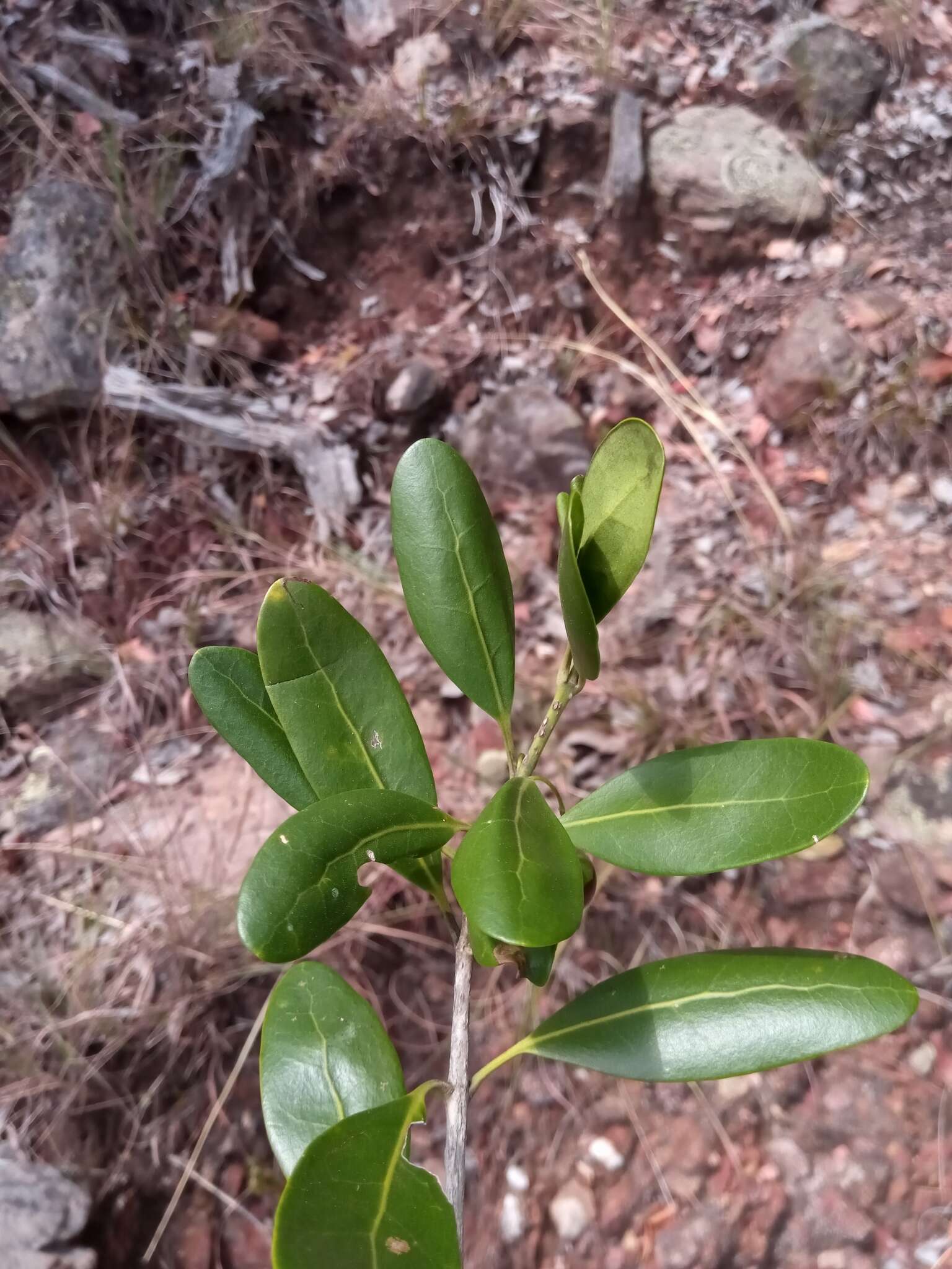 Image of Vitex uniflora Baker