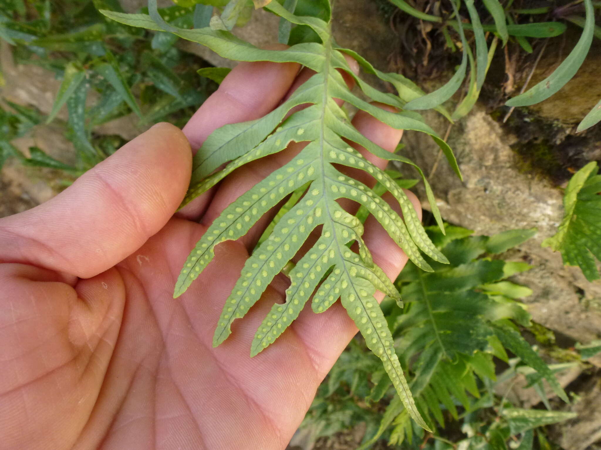 Polypodium cambricum L.的圖片