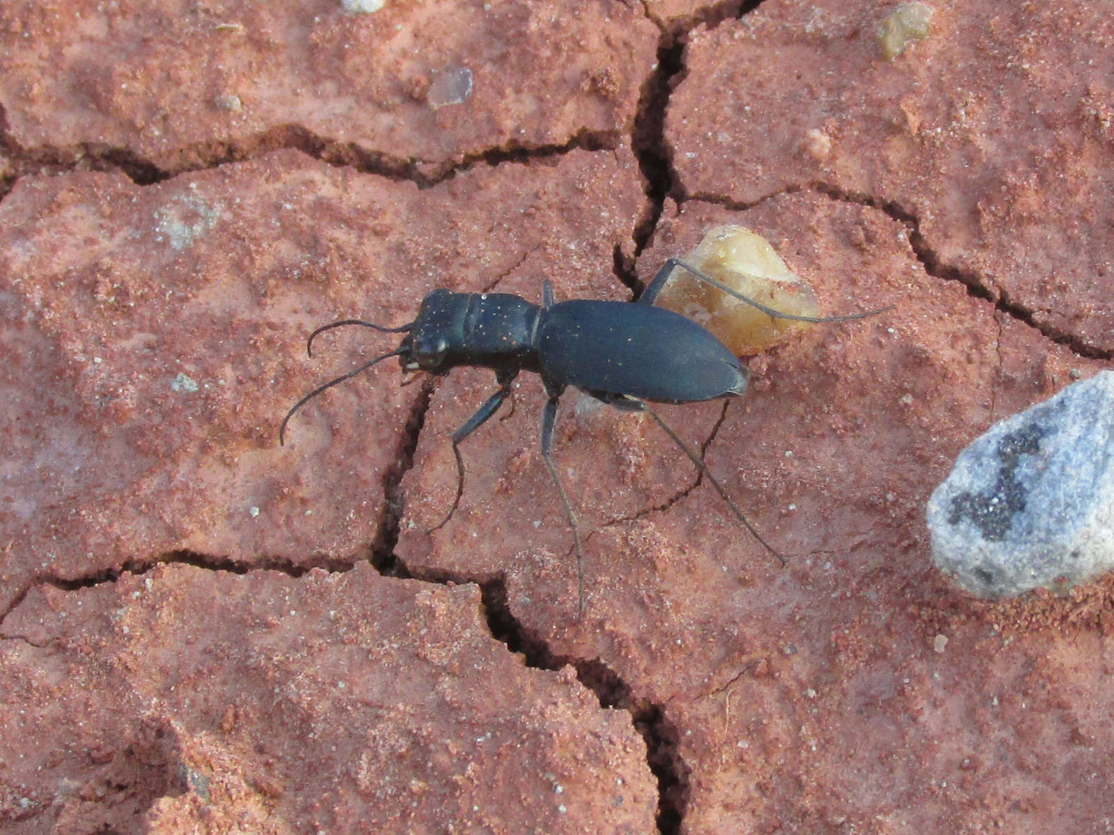 Imagem de Dromochorus pruininus Casey 1897