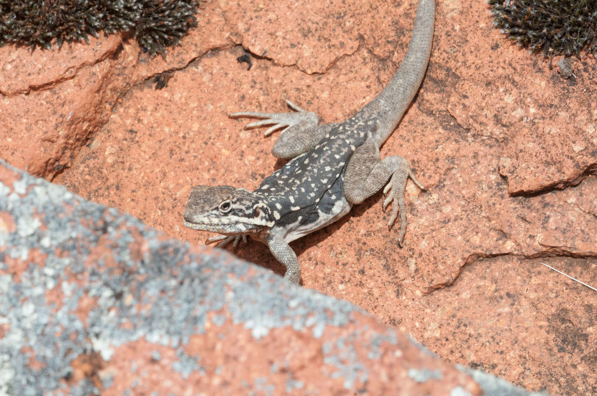 Image of Peninsula Crevis-dragon