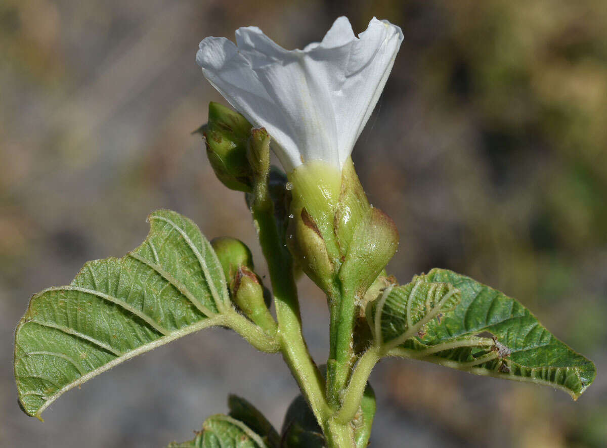 Image of Operculina aequisepala (Domin) R. W. Johnson