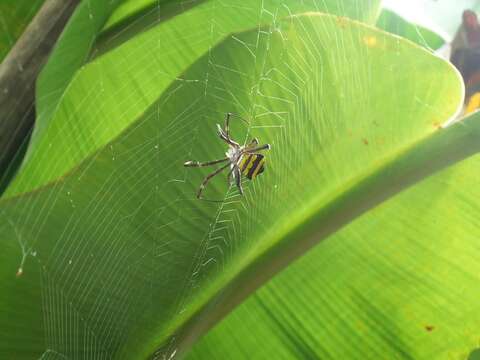 Image of Argiope pulchella Thorell 1881