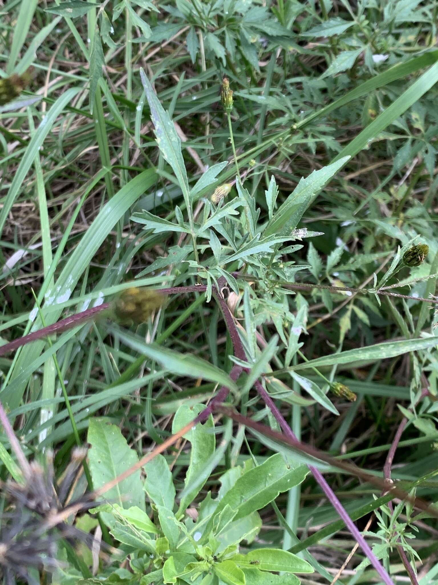 Image of Bidens subalternans DC.