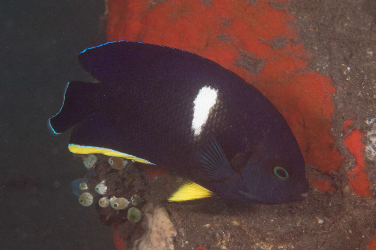 Image of Black Angelfish