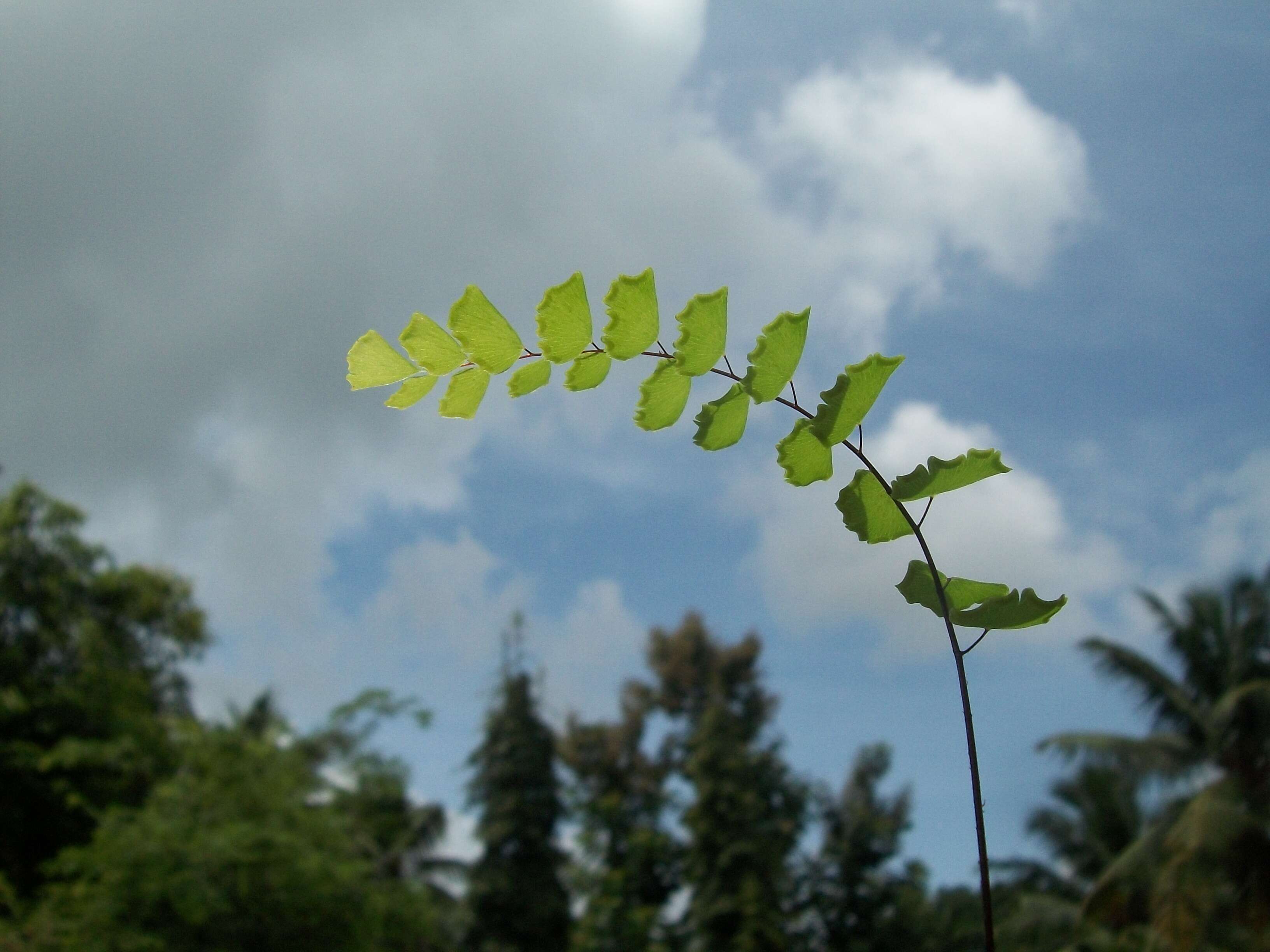 Image of Northern maidenhair fern