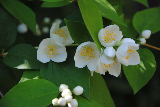 Image of sweet mock orange