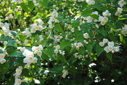 Imagem de Philadelphus coronarius L.