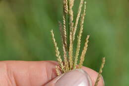 Image of Nealley's Viper Grass