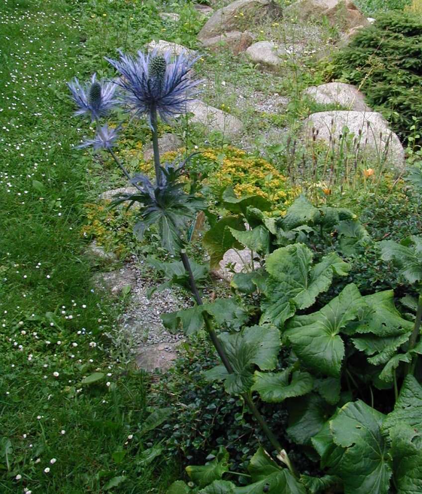 Eryngium alpinum L. resmi