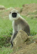 صورة Semnopithecus priam Blyth 1844