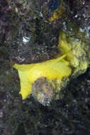 Image of yellow tylodina