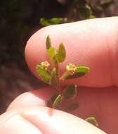 Image of Acacia hispidula (Sm.) Willd.