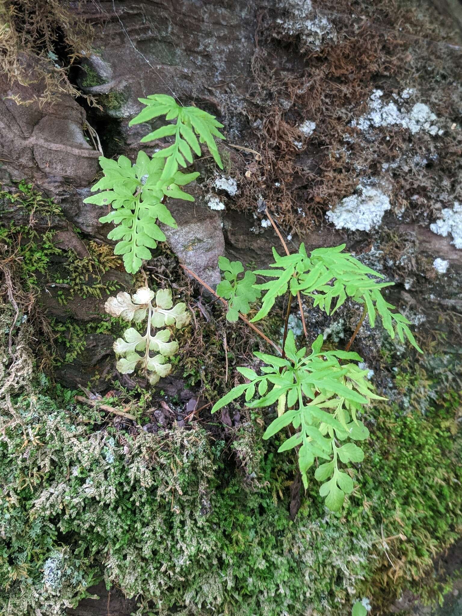 Sivun Cryptogramma stelleri (Gmel.) Prantl kuva