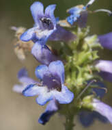 Image of pincushion beardtongue