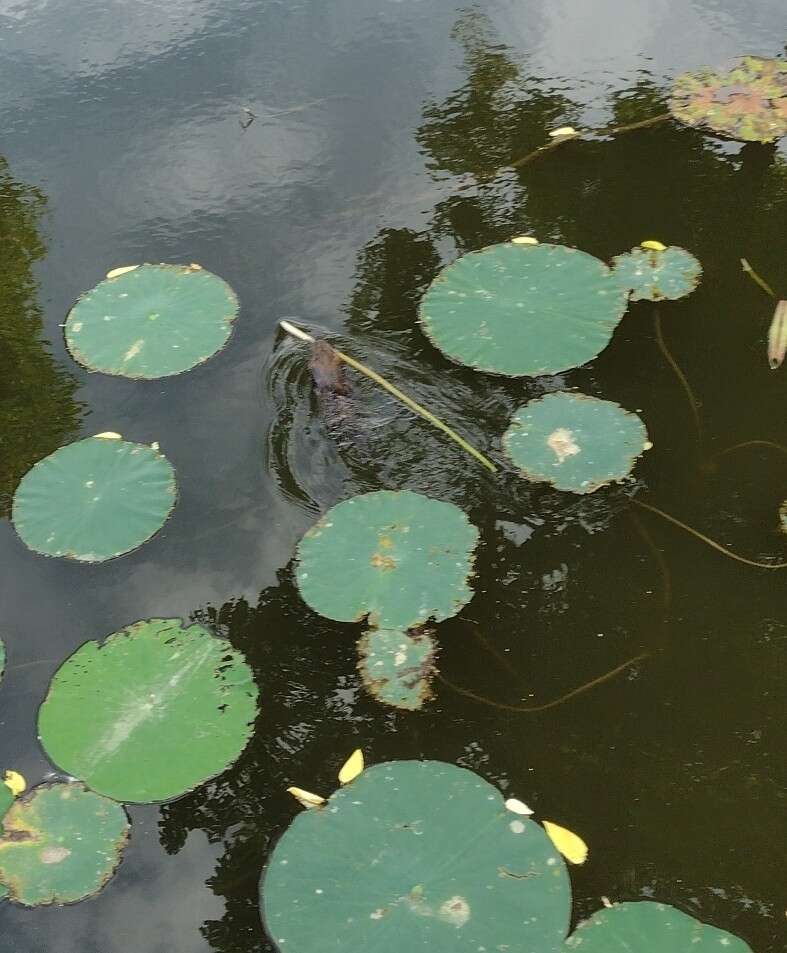 Image of Ondatra zibethicus zibethicus