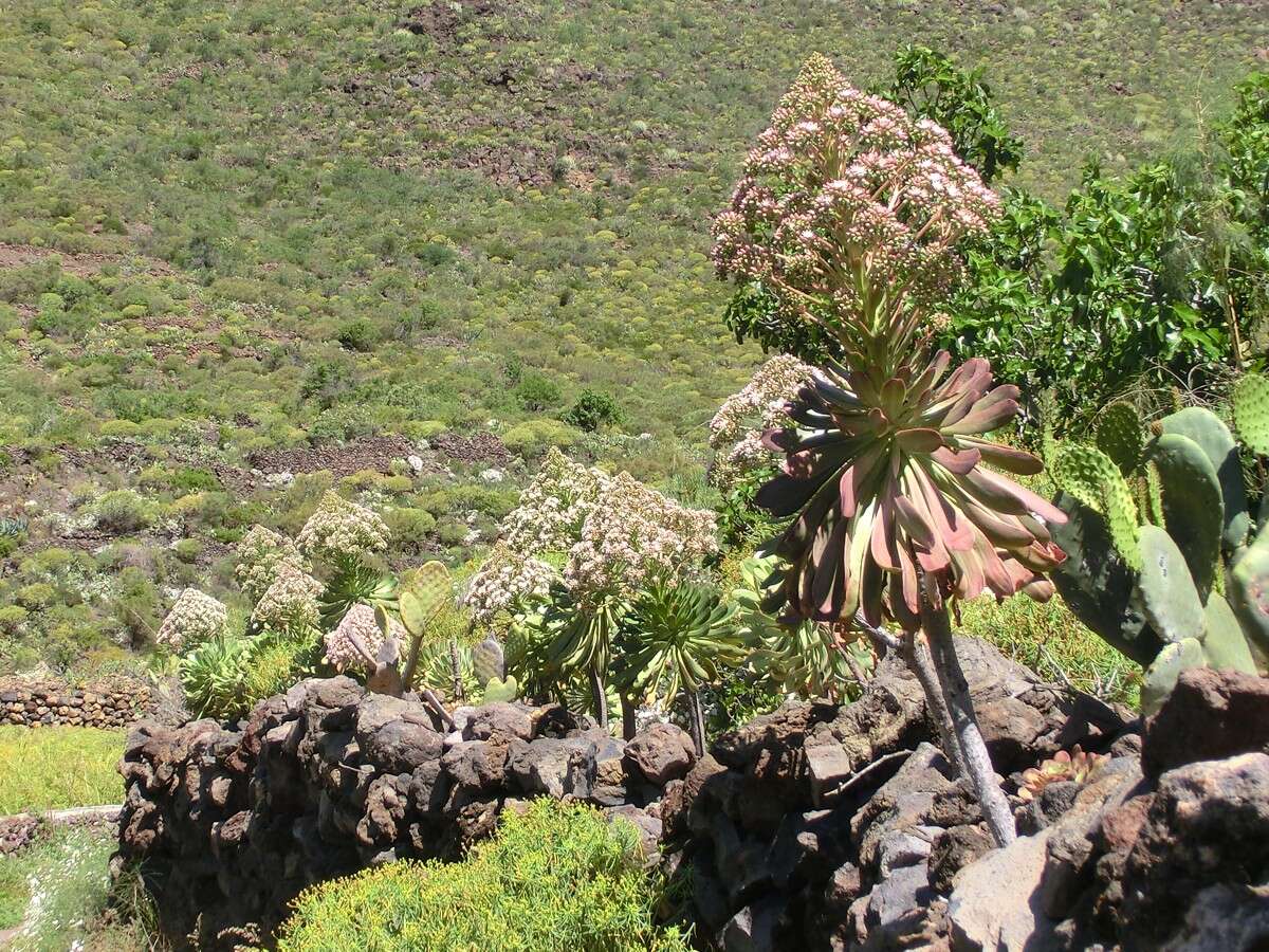 Image of Aeonium urbicum (Chr. Sm. ex Hornem.) Webb & Berth.