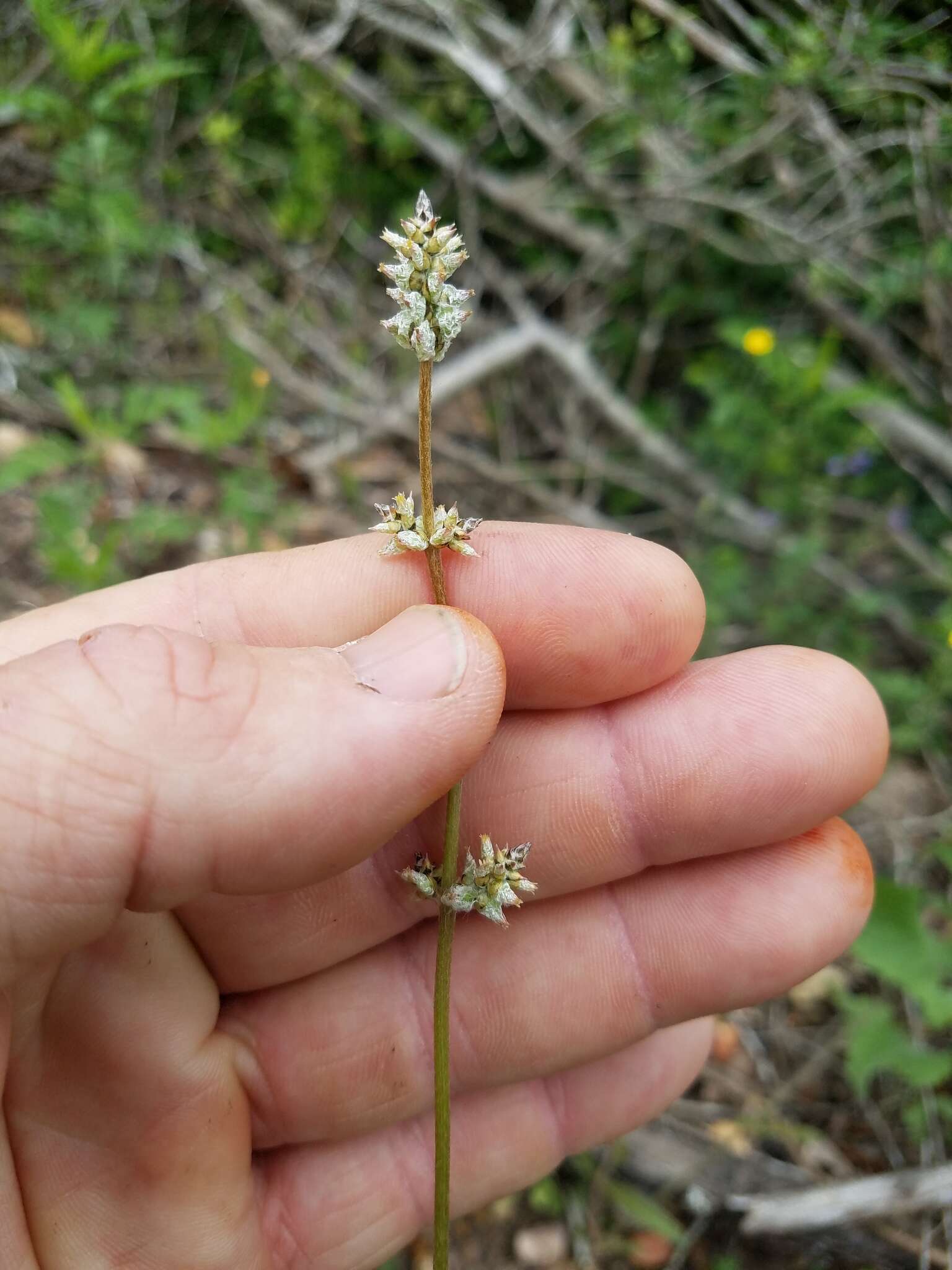 Imagem de Froelichia gracilis (Hook.) Moq.