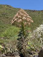 Image of Aeonium urbicum (Chr. Sm. ex Hornem.) Webb & Berth.