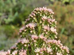 Image of Aeonium urbicum (Chr. Sm. ex Hornem.) Webb & Berth.