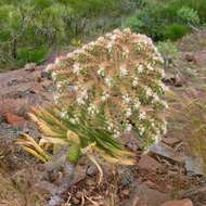 Image of Aeonium urbicum (Chr. Sm. ex Hornem.) Webb & Berth.