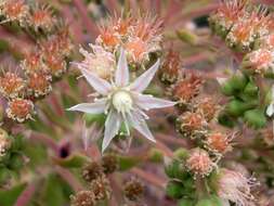 Image of Aeonium urbicum (Chr. Sm. ex Hornem.) Webb & Berth.