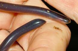 Image of Zambezi Blind Snake