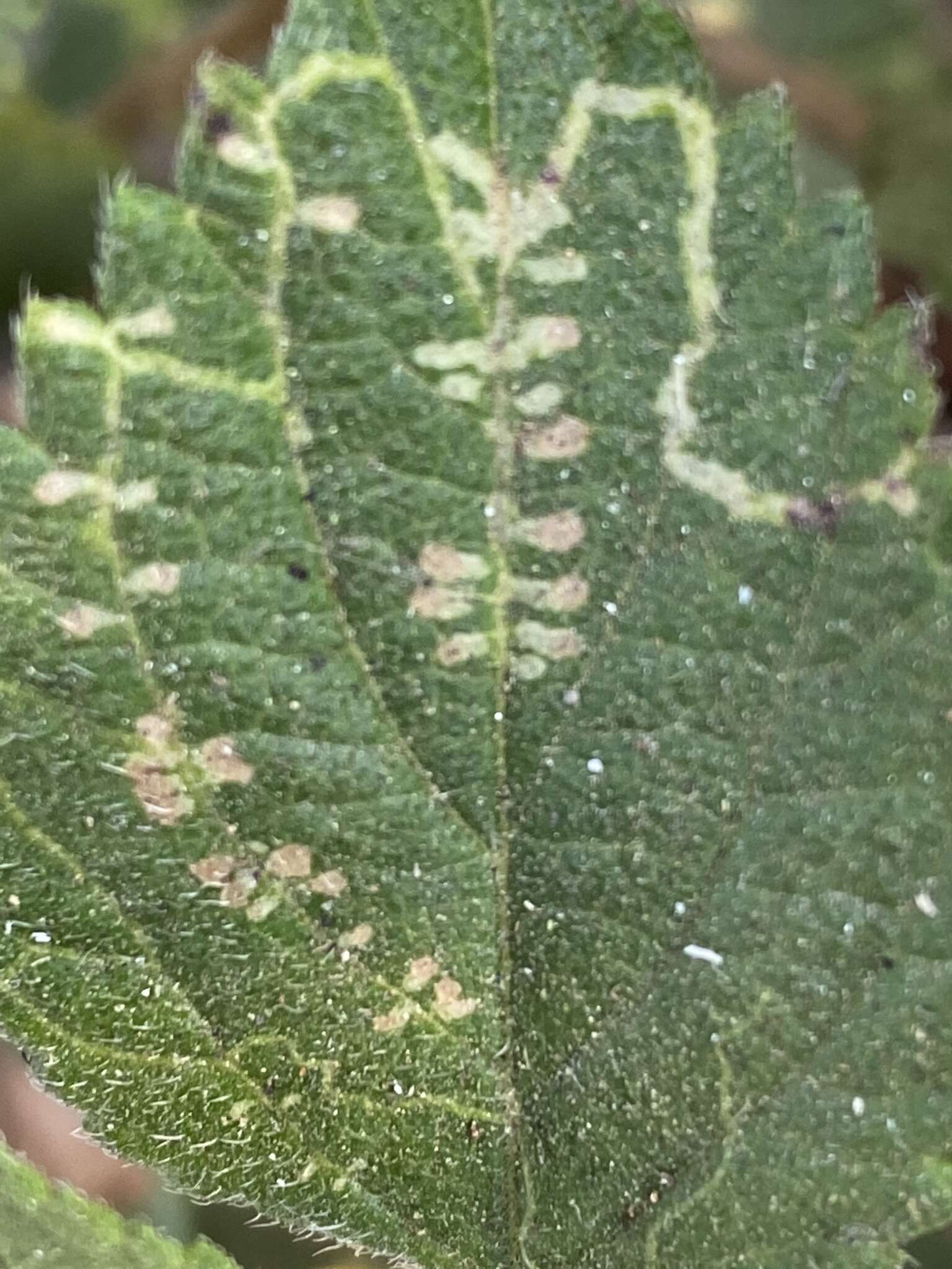 Image of Ophiomyia camarae Spencer 1963