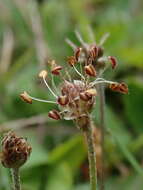 Image of Plantago spathulata Hook. fil.