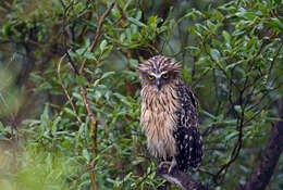 Image of Buffy Fish Owl