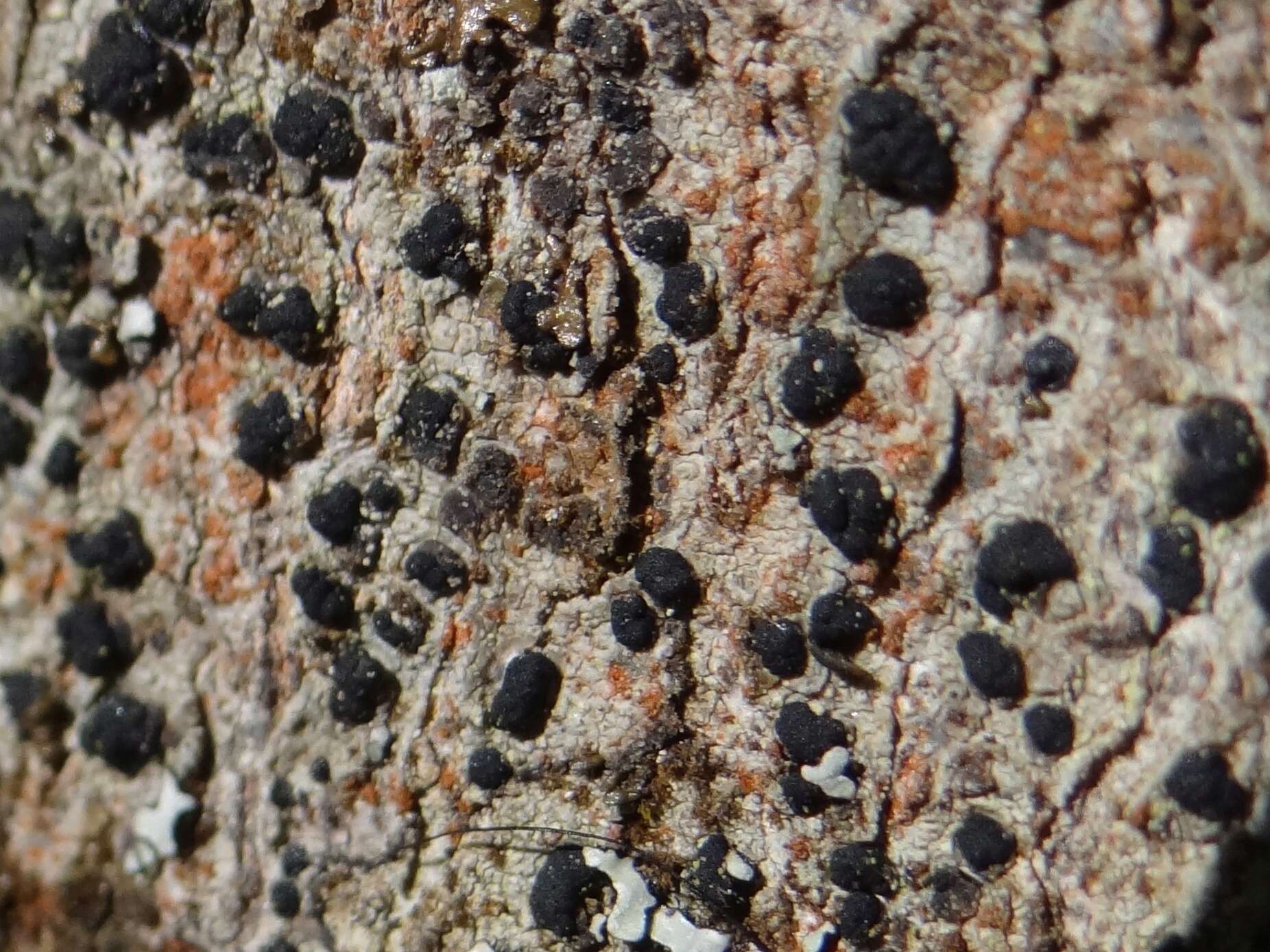 Image of Tiny button lichen