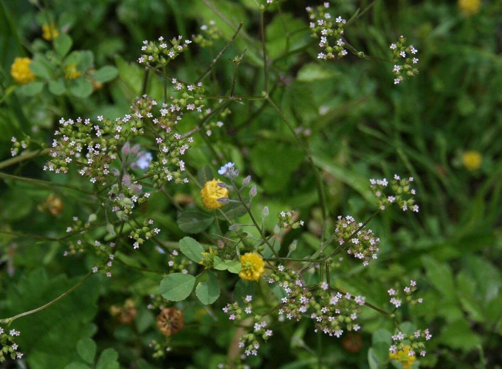 Image of Broad-fruited corn salad