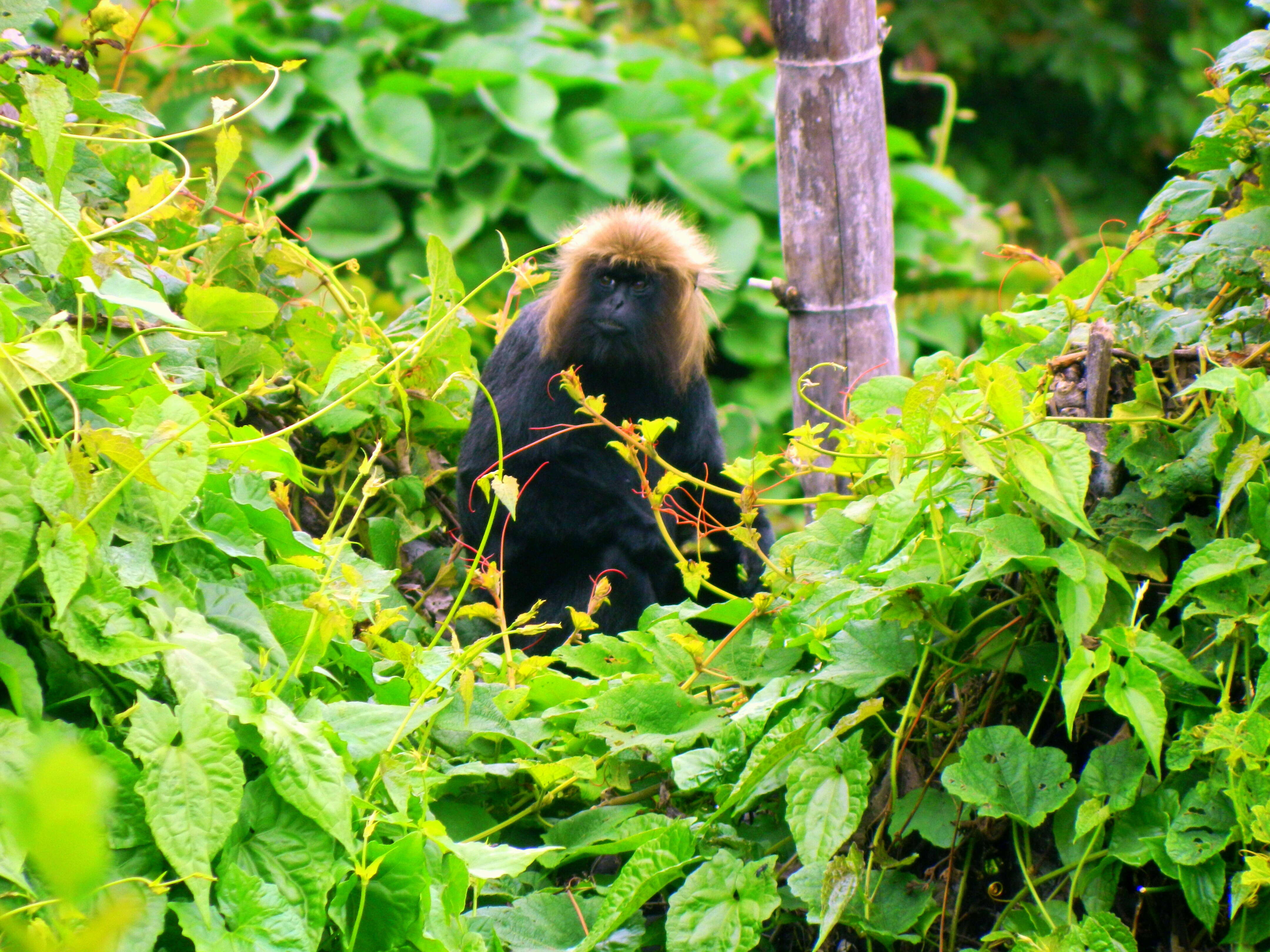 Image of Black Leaf Monkey