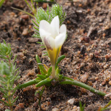 Image of Moraea angulata Goldblatt