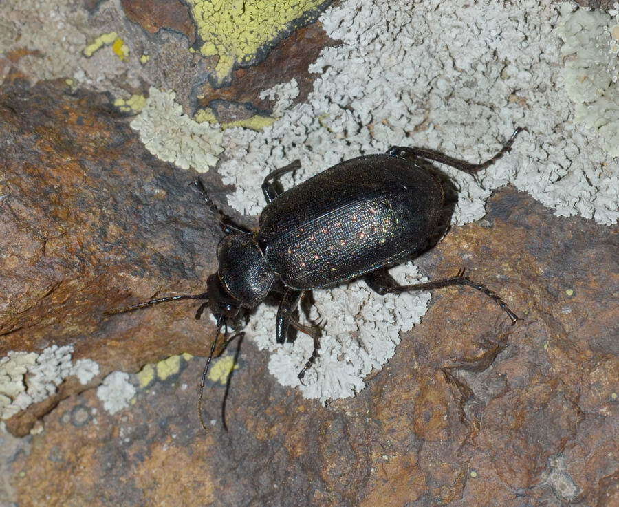 Слика од Calosoma (Caminara) denticolle Gebler 1833